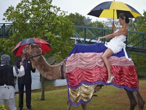 Kelly Inalla arriving at her wedding in a camel.